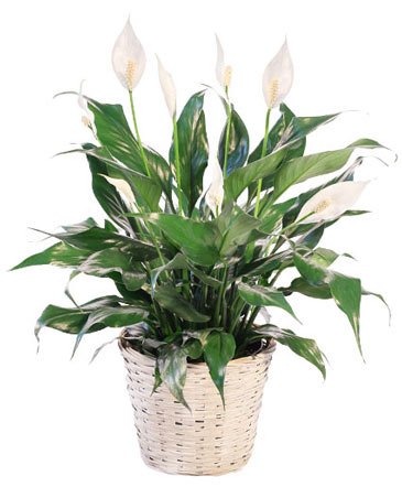 Blooming Peace Lily – Mia's Flower Shop, Lancaster PA