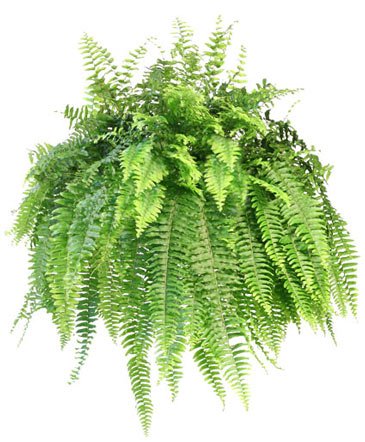 Boston Fern – Mia's Flower Shop, Lancaster PA