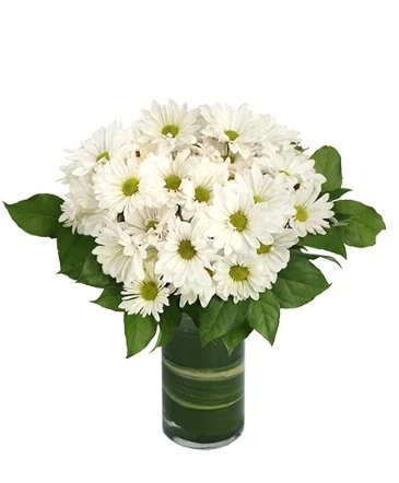 Dazzling Daisy Poms – Mia's Flower Shop, Lancaster PA