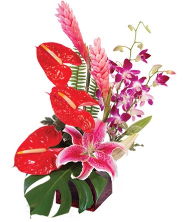 Fuchsia Fantasy – Mia's Flower Shop, Lancaster PA