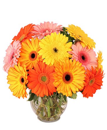 Groovy Gerberas – Mia's Flower Shop, Lancaster PA