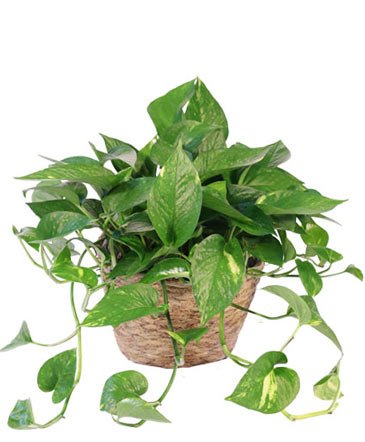 Hanging Golden Pothos – Mia's Flower Shop, Lancaster PA