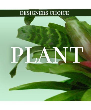 Lovely Plant – Mia's Flower Shop, Lancaster PA