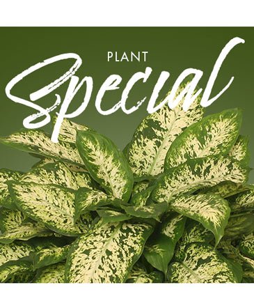 Plant Special – Mia's Flower Shop, Lancaster PA