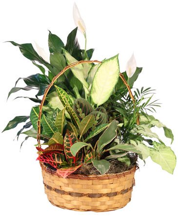 Plentiful Plant Basket – Mia's Flower Shop, Lancaster PA