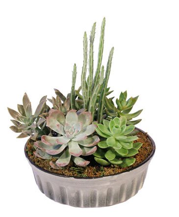 Showstopping Succulents – Mia's Flower Shop, Lancaster PA