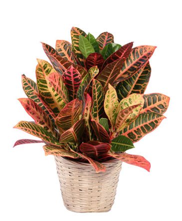 Small Croton – Mia's Flower Shop, Lancaster PA