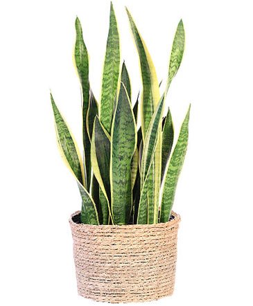 Snake Plant – Mia's Flower Shop, Lancaster PA