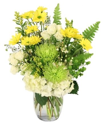 Splendid Citrus – Mia's Flower Shop, Lancaster PA
