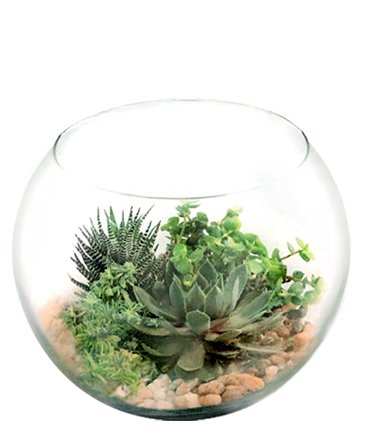 Stunning Succulent Bowl – Mia's Flower Shop, Lancaster PA