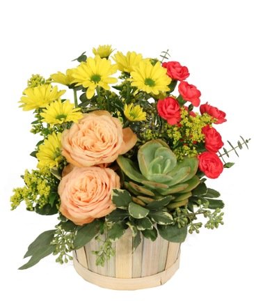 Succulent Peach – Mia's Flower Shop, Lancaster PA