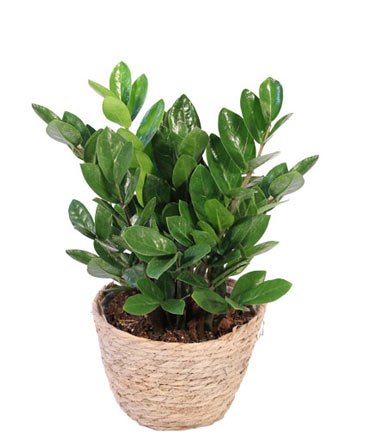 Zz Plant – Mia's Flower Shop, Lancaster PA